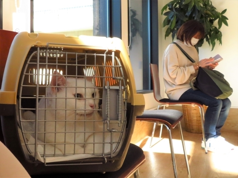 島忠さん保護猫譲渡会: ふわてくもぐ